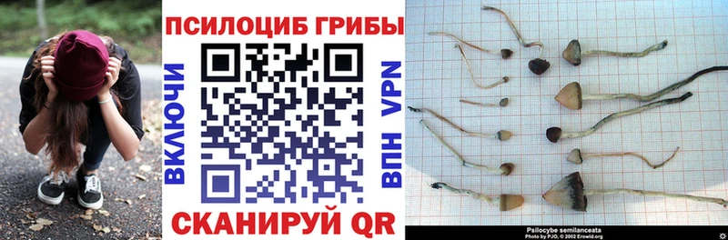 kraken сайт  Дальнегорск  Псилоцибиновые грибы прущие грибы 